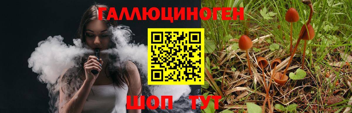 Псилоцибиновые грибы Psilocybe Алейск